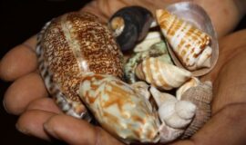 Black Magic Revenge Spells in USA +256700968783